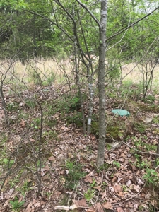 Beautiful acreage with Shop in Mountain View AR - image 20