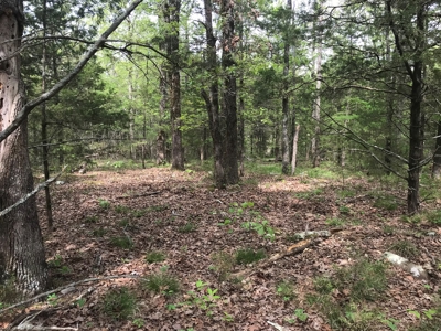 Beautiful acreage with Shop in Mountain View AR - image 29