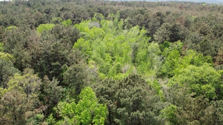 Troup TX Hunting & Timber Land for Sale Smith County - image 13