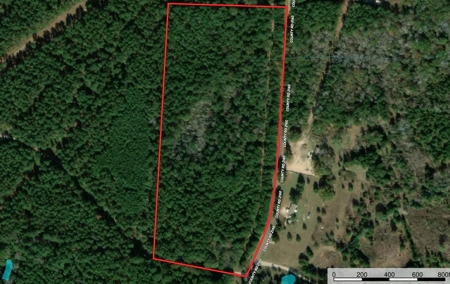 Troup TX Hunting & Timber Land for Sale Smith County - image 2