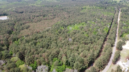 Troup TX Hunting & Timber Land for Sale Smith County - image 10