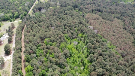 Troup TX Hunting & Timber Land for Sale Smith County - image 11