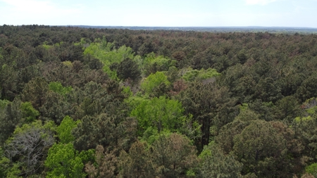 Troup TX Hunting & Timber Land for Sale Smith County - image 12