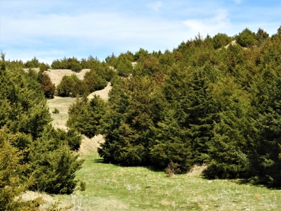 Maxwell Nebraska Timbered Hunting Ranch For Sale - image 10
