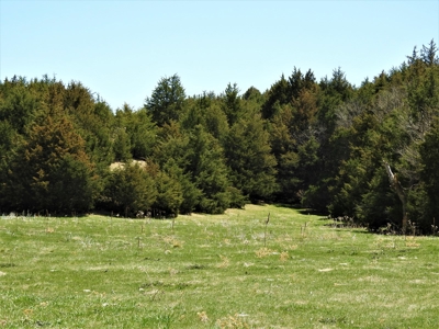 Maxwell Nebraska Timbered Hunting Ranch For Sale - image 3