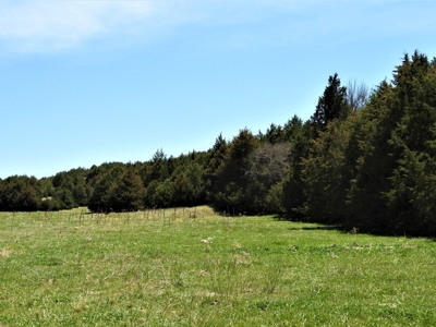 Maxwell Nebraska Timbered Hunting Ranch For Sale - image 2