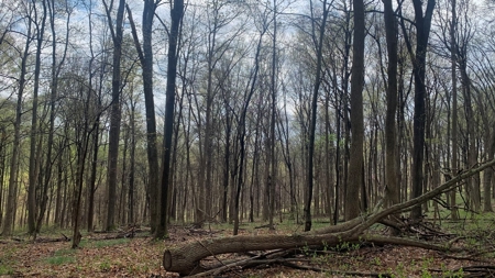 230 Acres Adjoining Pike State Forest - image 11
