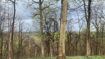 230 Acres Adjoining Pike State Forest - image 12