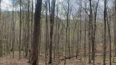 230 Acres Adjoining Pike State Forest - image 15