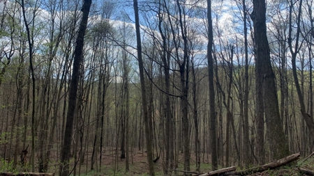 230 Acres Adjoining Pike State Forest - image 20