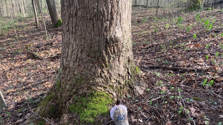 230 Acres Adjoining Pike State Forest - image 44