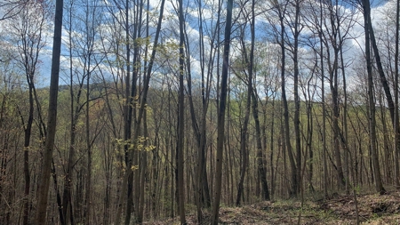 230 Acres Adjoining Pike State Forest - image 22