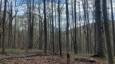 230 Acres Adjoining Pike State Forest - image 28