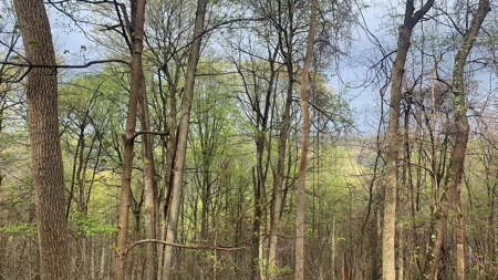 230 Acres Adjoining Pike State Forest - image 13