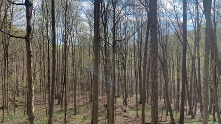 230 Acres Adjoining Pike State Forest - image 21