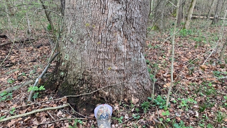 230 Acres Adjoining Pike State Forest - image 42