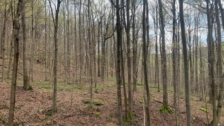 230 Acres Adjoining Pike State Forest - image 27