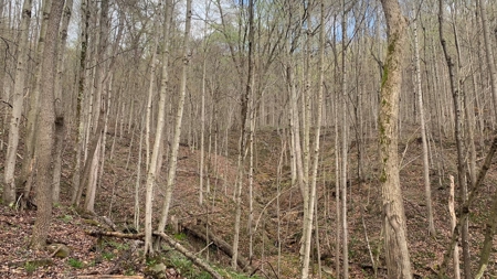 230 Acres Adjoining Pike State Forest - image 14