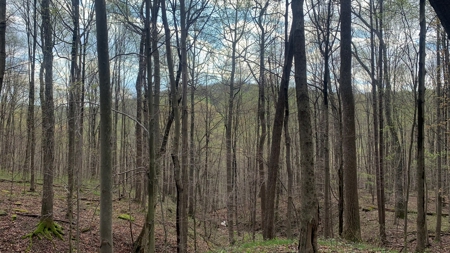 230 Acres Adjoining Pike State Forest - image 23