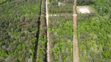 East TX Timber Land for Sale Smith County Hunt & Recreation - image 8