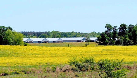 12 House Poultry Farm For Sale Central MS - image 1