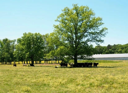 12 House Poultry Farm For Sale Central MS - image 46