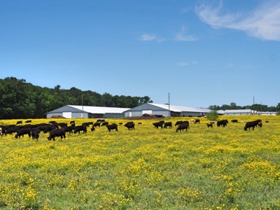 12 House Poultry Farm For Sale Central MS - image 45