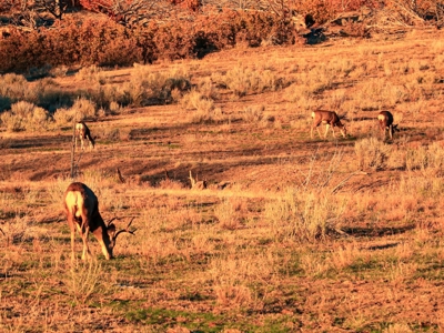 Western Colorado Off-Grid Property Bordering BLM - image 43