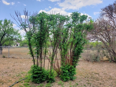 Mertzon, Texas Home and Land for sale near San Angelo - image 4