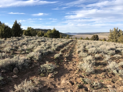Nevada Recreational Hunting Cattle Horse Ranch For Sale - image 3