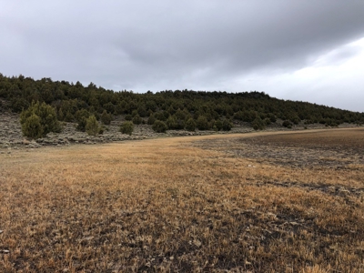 Nevada Recreational Hunting Cattle Horse Ranch For Sale - image 21
