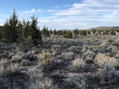 Nevada Recreational Hunting Cattle Horse Ranch For Sale - image 7
