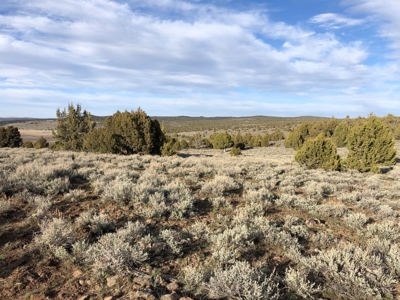 Nevada Recreational Hunting Cattle Horse Ranch For Sale - image 4