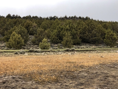Nevada Recreational Hunting Cattle Horse Ranch For Sale - image 23
