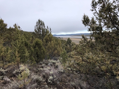 Nevada Recreational Hunting Cattle Horse Ranch For Sale - image 28