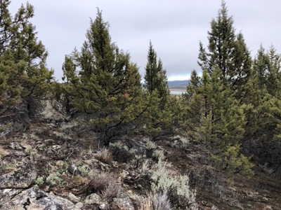 Nevada Recreational Hunting Cattle Horse Ranch For Sale - image 31