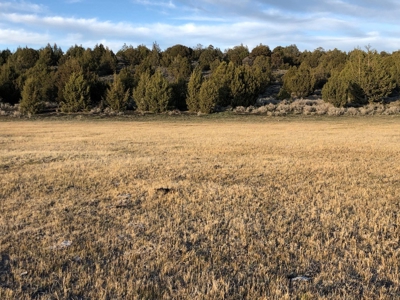 Nevada Recreational Hunting Cattle Horse Ranch For Sale - image 18