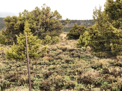 Nevada Recreational Hunting Cattle Horse Ranch For Sale - image 19