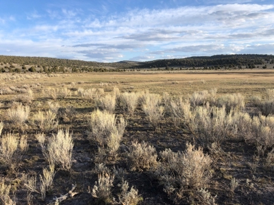 Nevada Recreational Hunting Cattle Horse Ranch For Sale - image 10