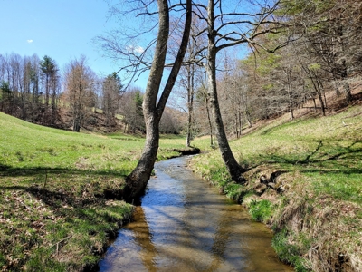 Gorgeous Farm Land for Sale in Willis VA! - image 3