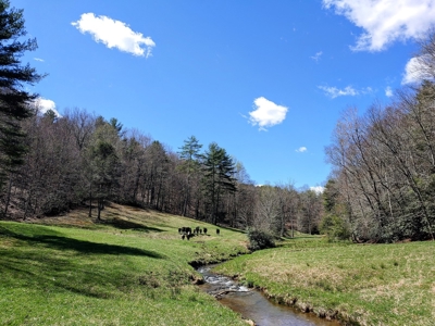 Gorgeous Farm Land for Sale in Willis VA! - image 2
