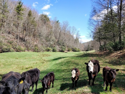 Gorgeous Farm Land for Sale in Willis VA! - image 9