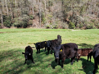 Gorgeous Farm Land for Sale in Willis VA! - image 10