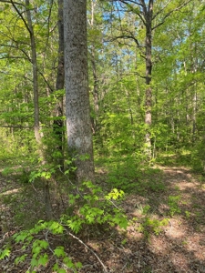Waterfront Lot On Kerr Lake, VA - image 20