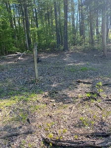 Waterfront Lot On Kerr Lake, VA - image 8