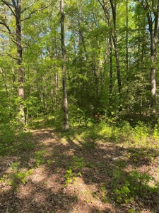 Waterfront Lot On Kerr Lake, VA - image 3