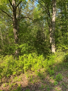 Waterfront Lot On Kerr Lake, VA - image 2
