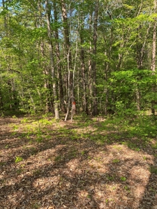 Waterfront Lot On Kerr Lake, VA - image 18