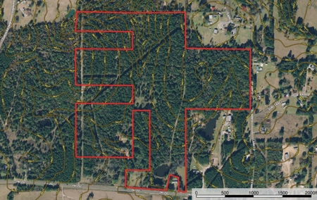 Gregg Co East TX Timber & Hunting Land for Sale near Kilgore - image 1