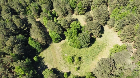 Gregg Co East TX Timber & Hunting Land for Sale near Kilgore - image 13